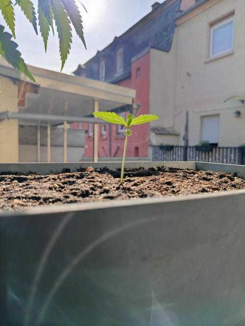 Fast Buds Cherry Cola  Fensterbank. Week 1