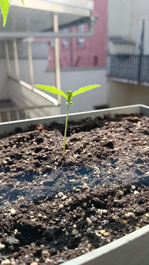 Fast Buds Cherry Cola Fensterbank