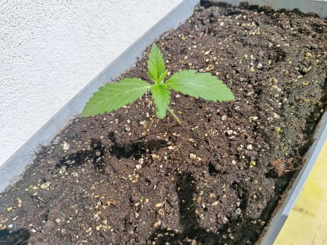 Fast Buds Cherry Cola  Fensterbank. Week 1