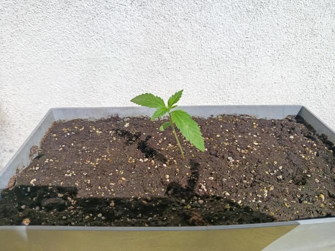 Cherry Cola Auto RF3. Week 1
