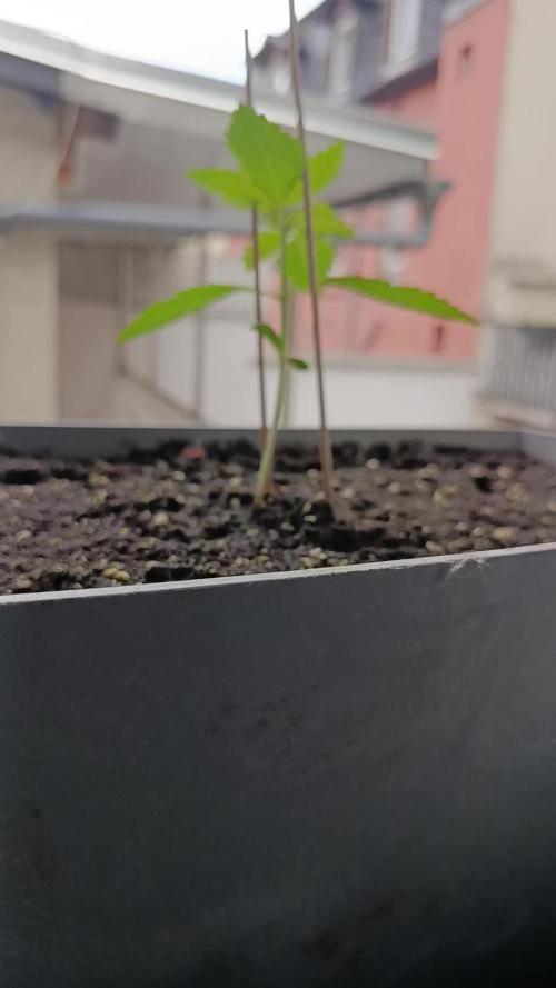 Fast Buds Cherry Cola Fensterbank