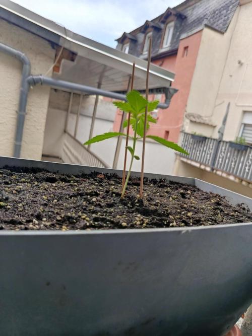 Fast Buds Cherry Cola  Fensterbank. Week 2