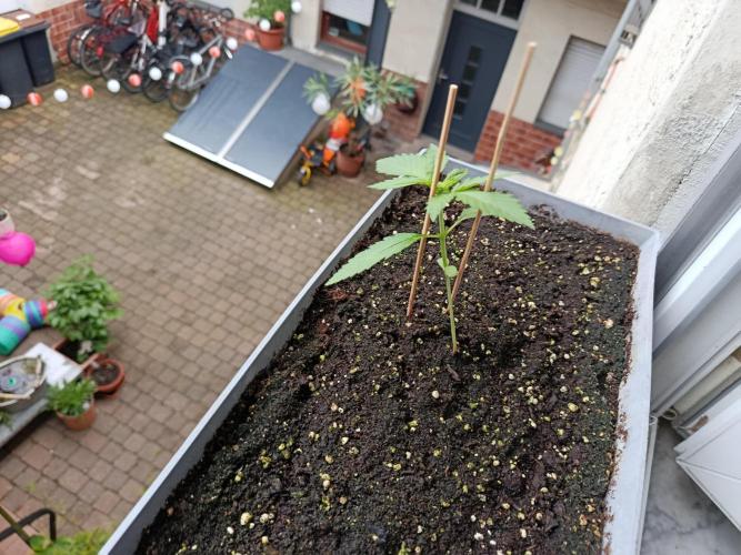 Fast Buds Cherry Cola  Fensterbank. Week 2 - Eine kleine Stütze für die Lady, es war ziemlich stürmisch diese Woche.