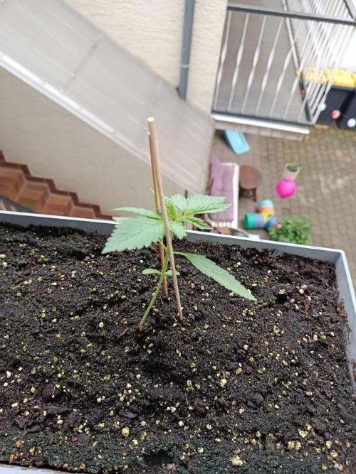 Fast Buds Cherry Cola  Fensterbank. Week 2