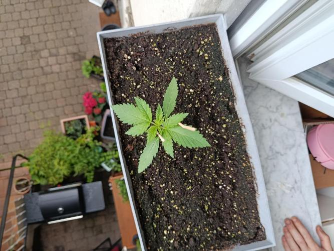 Cherry Cola Auto RF3. Week 2