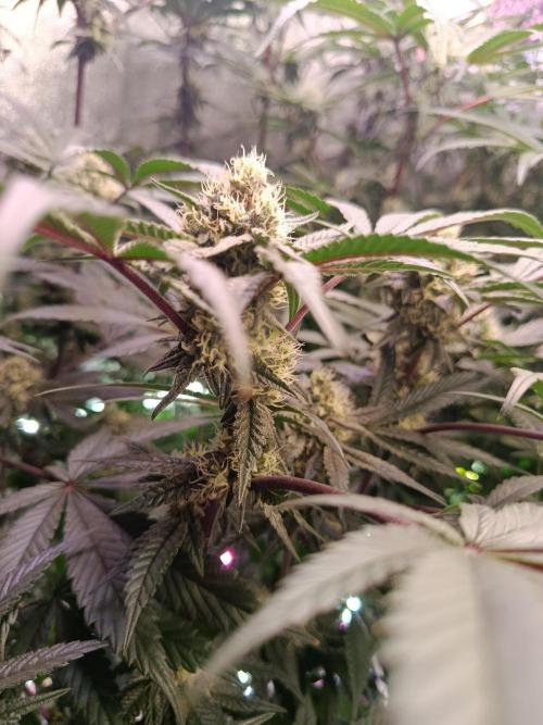 Farmer's Daughter Indoor. Week 5