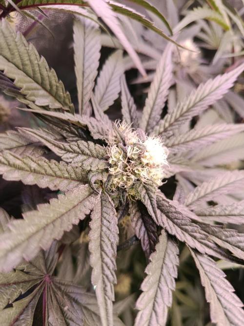 Farmer's Daughter Indoor. Week 5