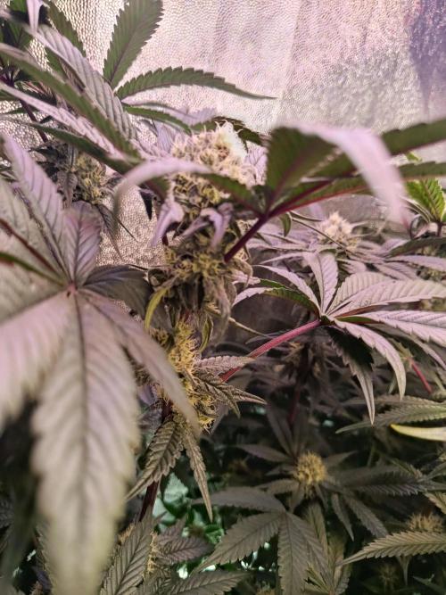 Farmer's Daughter Indoor. Week 5