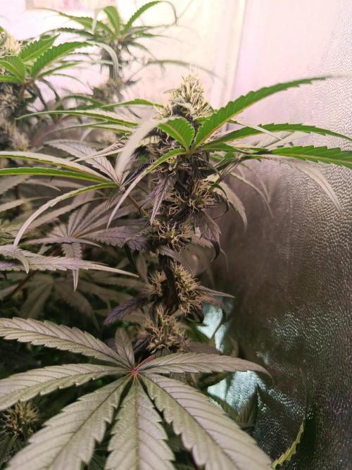 Farmer's Daughter Indoor. Week 5