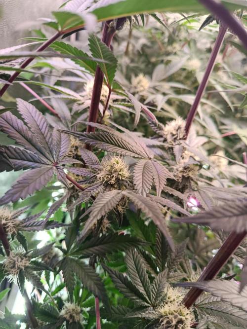 Farmer's Daughter Indoor. Week 5
