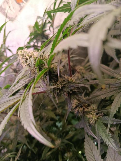 Farmer's Daughter Indoor. Week 5