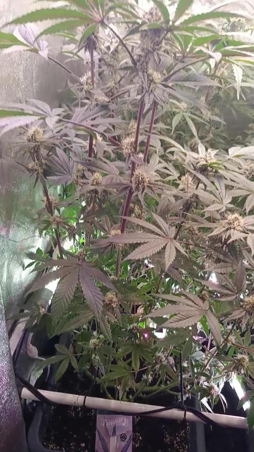 Farmer's Daughter Indoor
