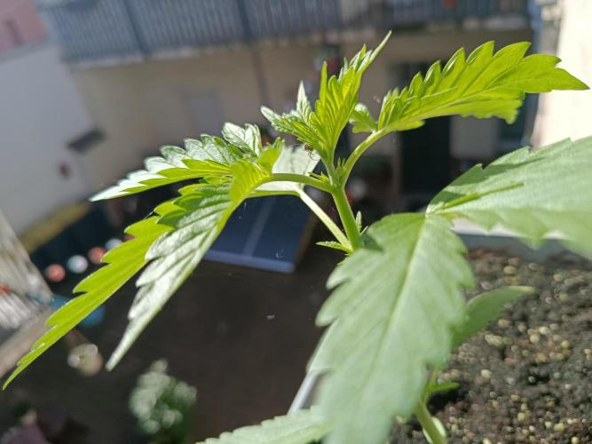 Fast Buds Cherry Cola  Fensterbank. Week 3 - Igor die Spinne🕷️
