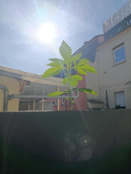 Fast Buds Cherry Cola  Fensterbank. Week 3
