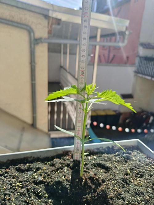 Fast Buds Cherry Cola  Fensterbank. Week 3