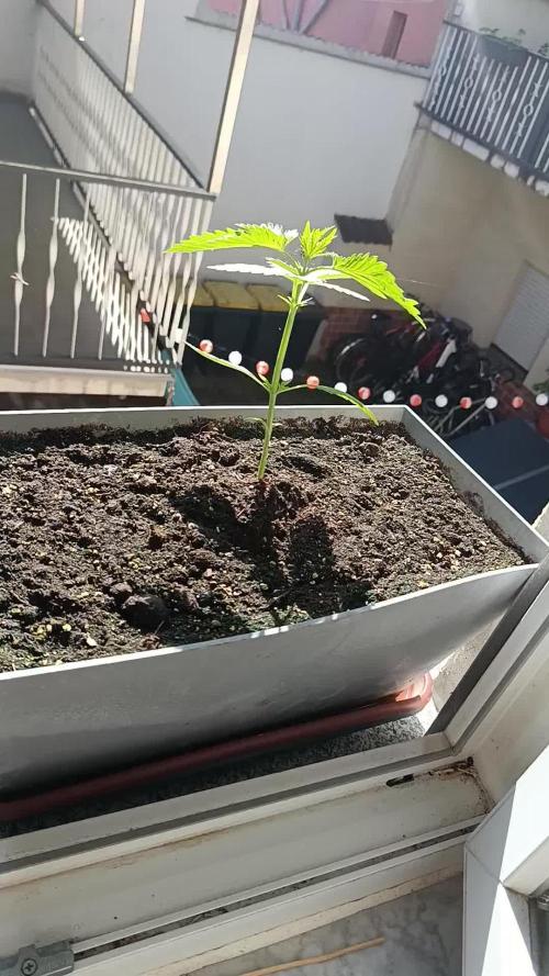 Fast Buds Cherry Cola Fensterbank