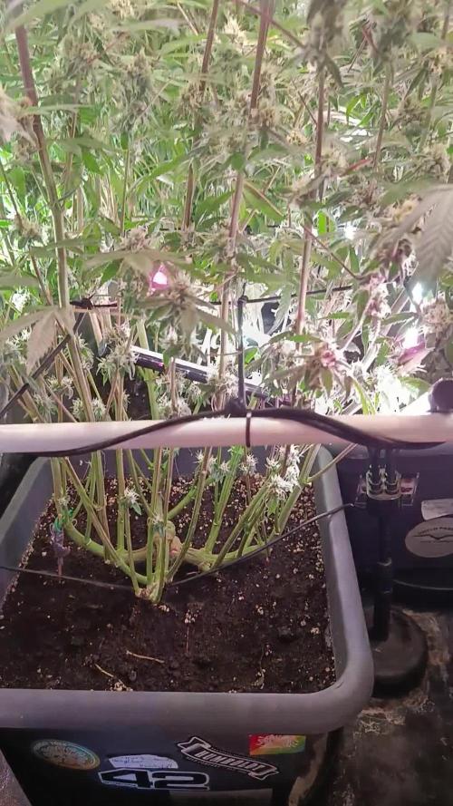 Farmer's Daughter Indoor