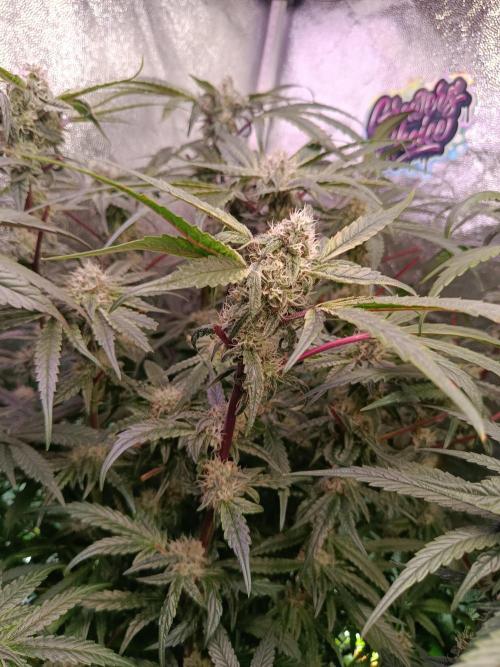 Farmer's Daughter Indoor. Week 6