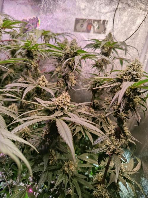 Farmer's Daughter Indoor. Week 6