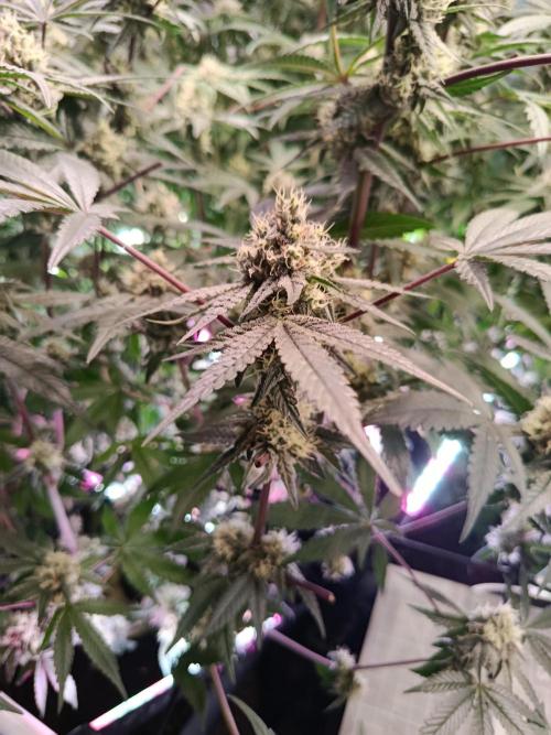 Farmer's Daughter Indoor. Week 6