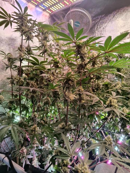 Farmer's Daughter Indoor. Week 6