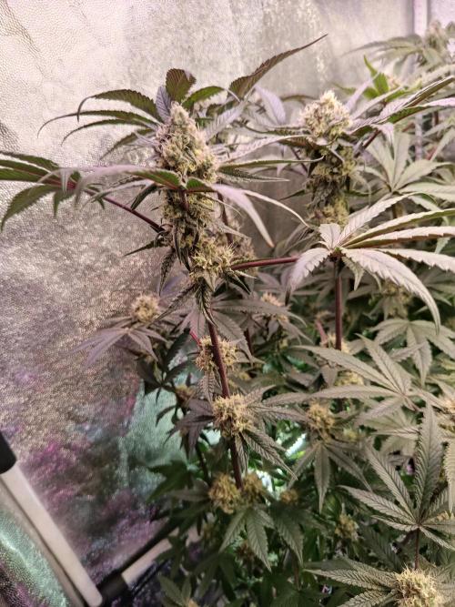 Farmer's Daughter Indoor. Week 6