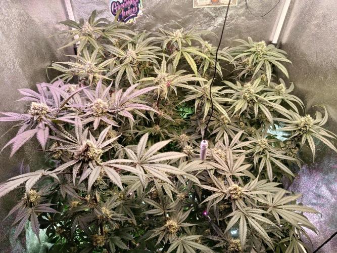 Farmer's Daughter Indoor. Week 6