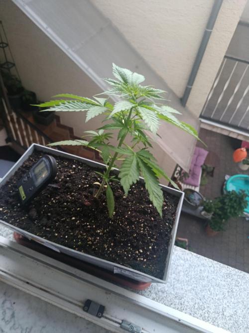 Fast Buds Cherry Cola  Fensterbank. Week 4