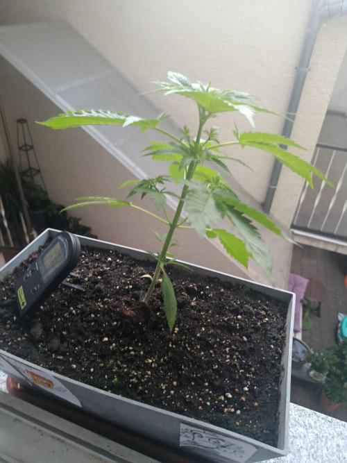 Fast Buds Cherry Cola  Fensterbank. Week 4