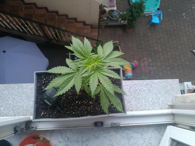 Fast Buds Cherry Cola  Fensterbank. Week 4