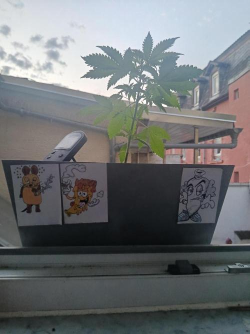Fast Buds Cherry Cola  Fensterbank. Week 4