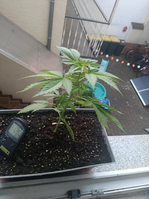 Fast Buds Cherry Cola  Fensterbank. Week 4