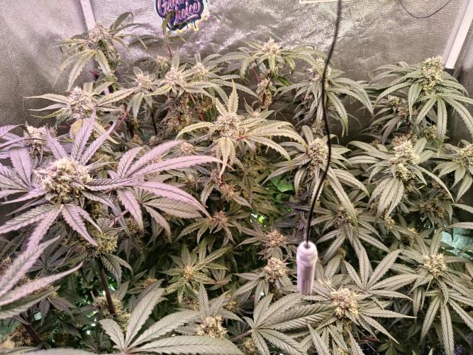 Farmer's Daughter Indoor. Week 7