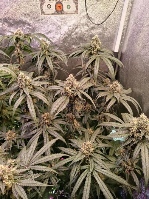 Farmer's Daughter Indoor. Week 7