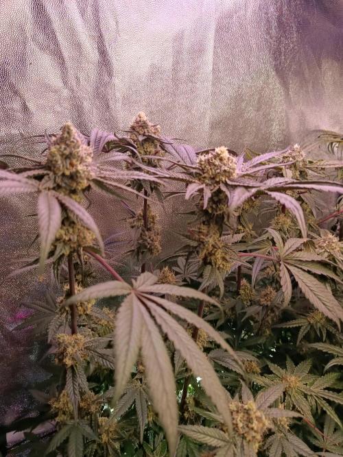 Farmer's Daughter Indoor. Week 7