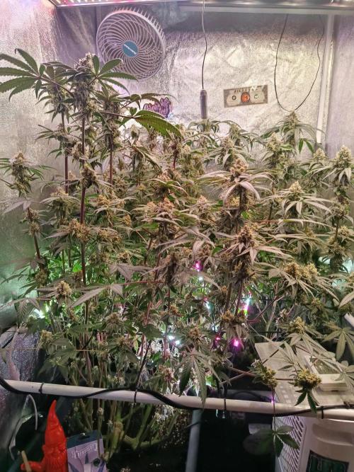 Farmer's Daughter Indoor. Week 7