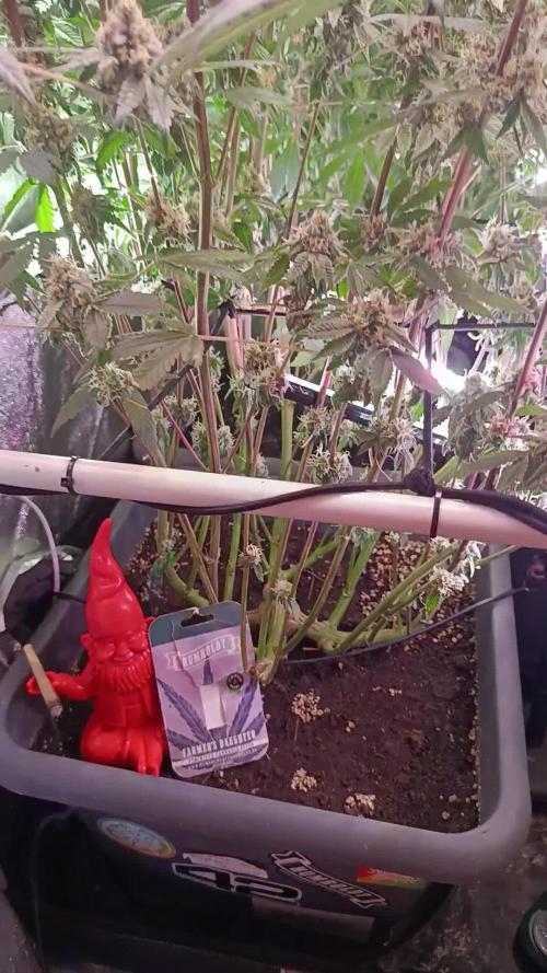 Farmer's Daughter Indoor