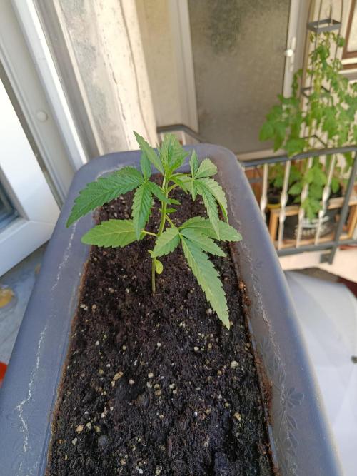 Frosted Zinn x 3 Bears OG Auto. Week 3