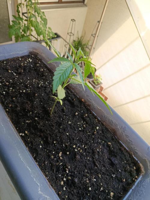 Frosted Zinn x 3 Bears OG Auto. Week 3