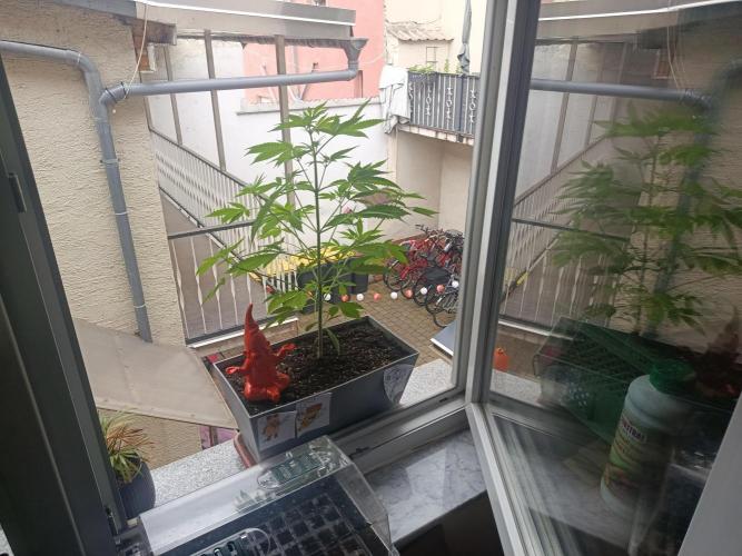 Fast Buds Cherry Cola  Fensterbank. Week 5