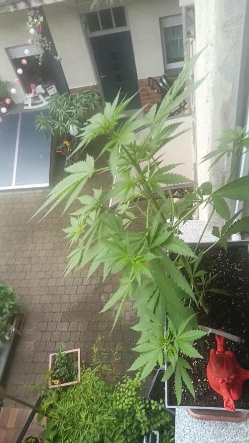 Fast Buds Cherry Cola Fensterbank