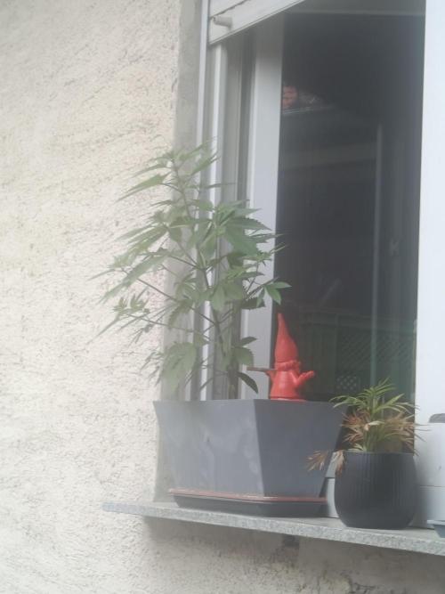 Fast Buds Cherry Cola  Fensterbank. Week 5