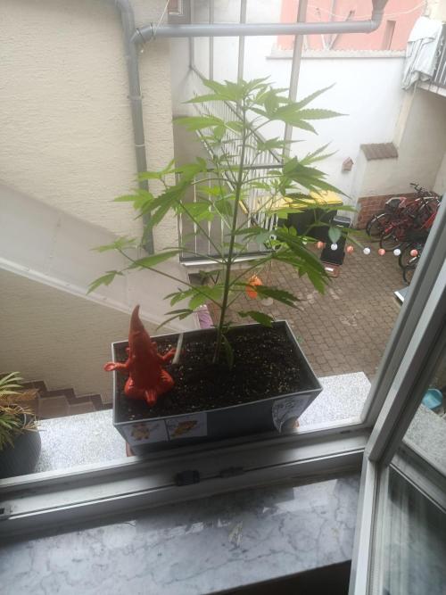 Fast Buds Cherry Cola  Fensterbank. Week 5
