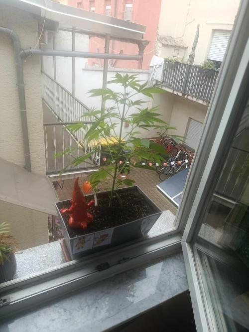 Fast Buds Cherry Cola  Fensterbank. Week 5