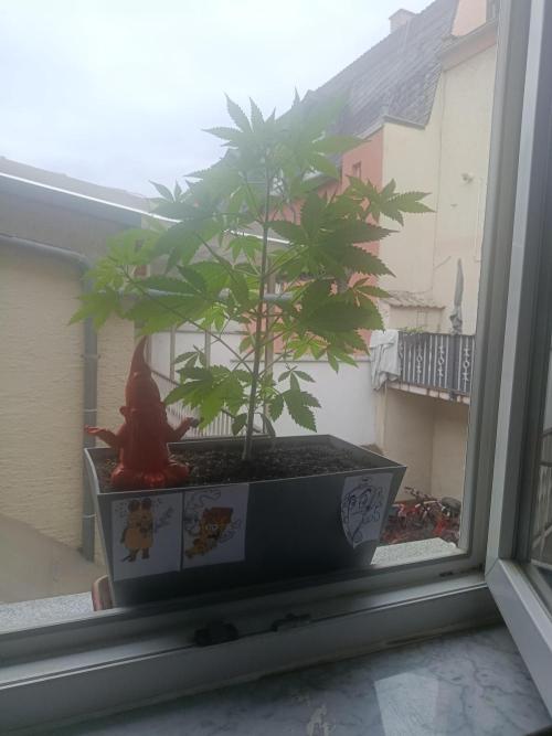 Fast Buds Cherry Cola  Fensterbank. Week 5