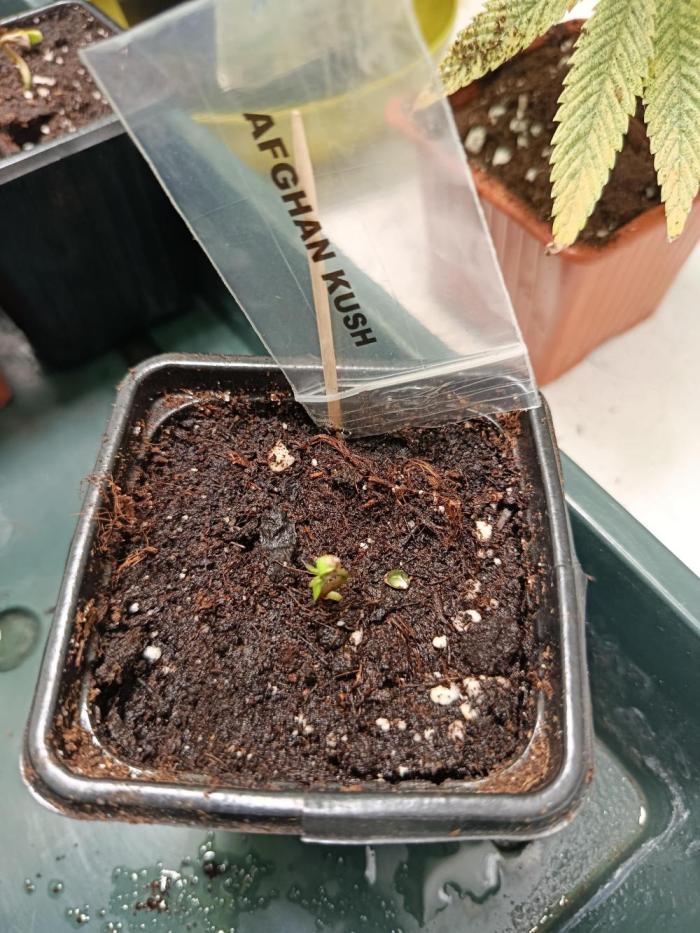 Landrace Afghan Kush. Week 0