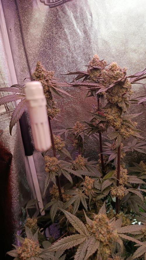 Farmer's Daughter Indoor. Week 8