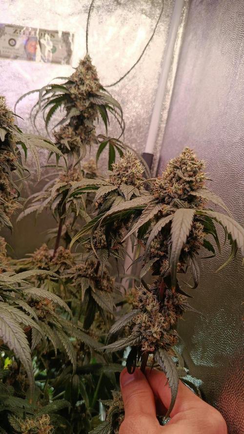 Farmer's Daughter Indoor. Week 8