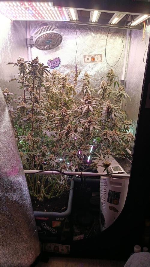 Farmer's Daughter Indoor. Week 8