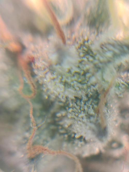 Farmer's Daughter Indoor. Week 8